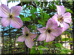 Clematis photograph