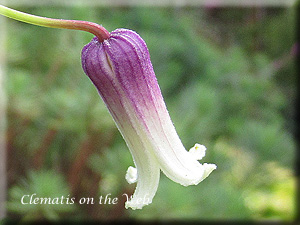 Clematis photograph