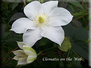 Clematis photograph