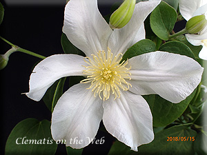 Clematis photograph