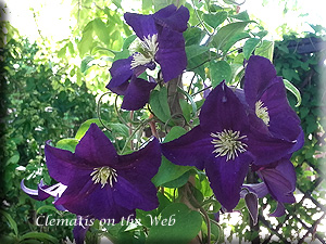 Clematis photograph