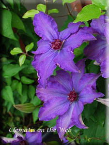 Clematis photograph