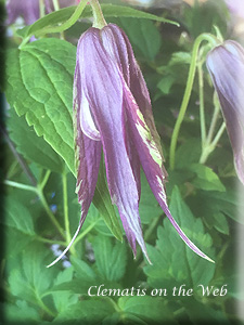 Clematis photograph