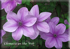 Clematis photograph