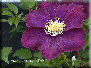 Clematis photograph