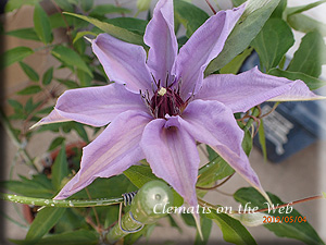 Clematis photograph