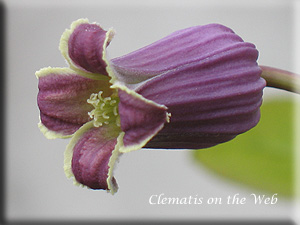 Clematis photograph