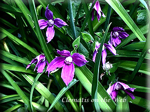 Clematis photograph