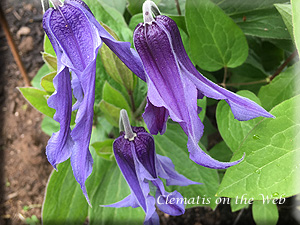 Clematis photograph