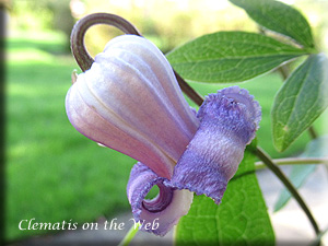 Clematis photograph