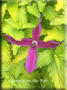 Clematis photograph