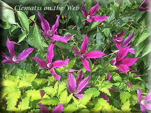 Clematis photograph