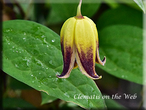 Clematis photograph