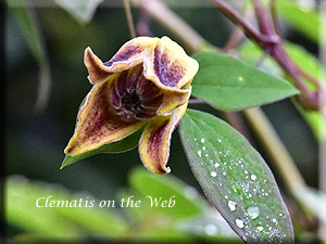 Clematis photograph