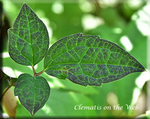 Clematis photograph