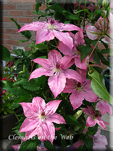 Clematis photograph