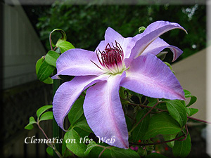 Clematis photograph