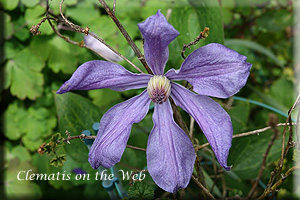 Clematis photograph