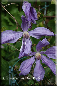 Clematis photograph