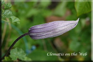 Clematis photograph