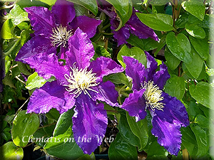 Clematis photograph