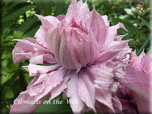 Clematis photograph