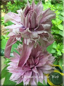 Clematis photograph