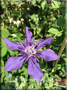 Clematis photograph