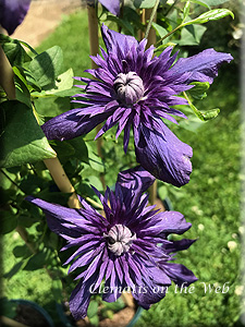 Clematis photograph