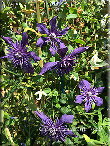 Clematis photograph