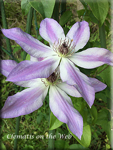 Clematis photograph