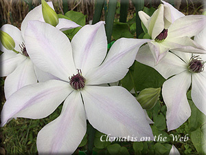 Clematis photograph