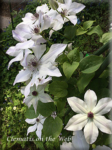 Clematis photograph