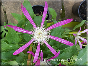 Clematis photograph