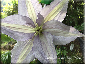 Clematis photograph