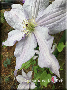 Clematis photograph