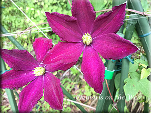 Clematis photograph