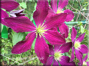 Clematis photograph