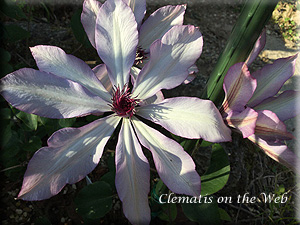 Clematis photograph