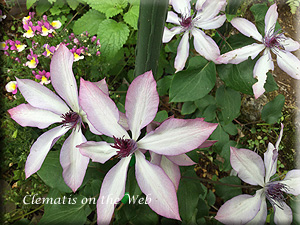 Clematis photograph