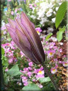 Clematis photograph