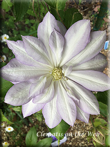 Clematis photograph