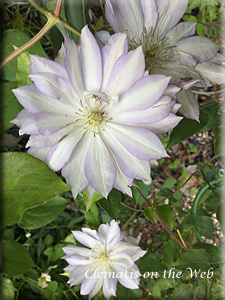 Clematis photograph