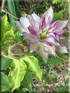 Clematis photograph