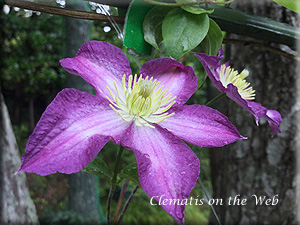 Clematis photograph