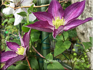 Clematis photograph