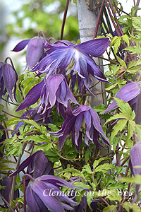 Clematis photograph