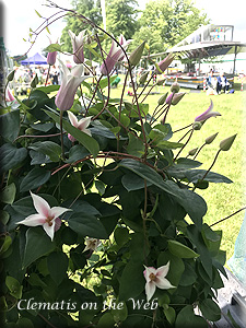 Clematis photograph