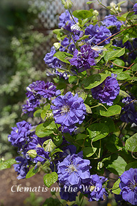 Clematis photograph