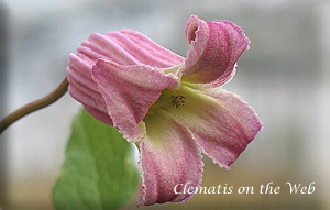 Clematis photograph